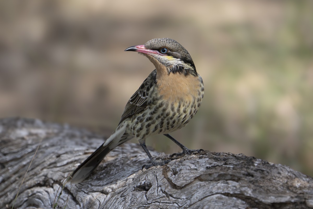 Spiny-cheeked Honeyeater - Peter Sternes