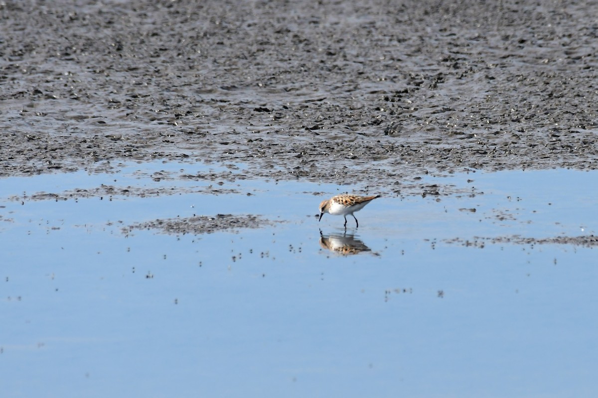 Little Stint - ML619610512