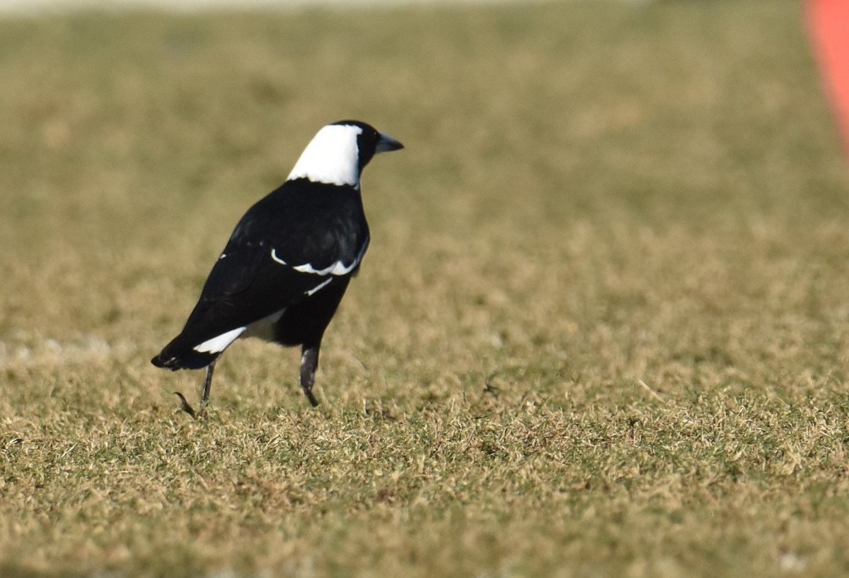 Australian Magpie - ML619610513