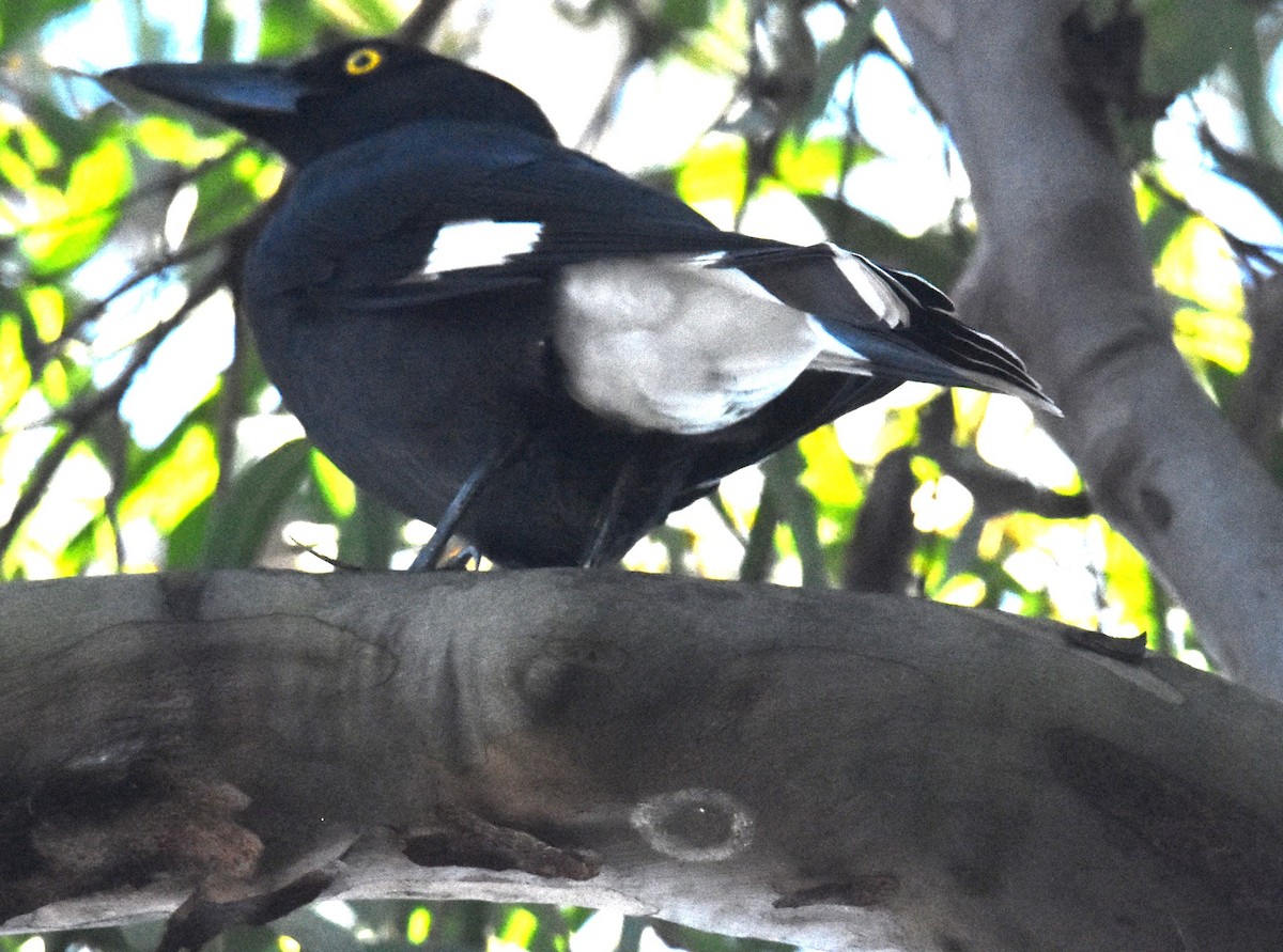 Pied Currawong - Mark Tarnawski