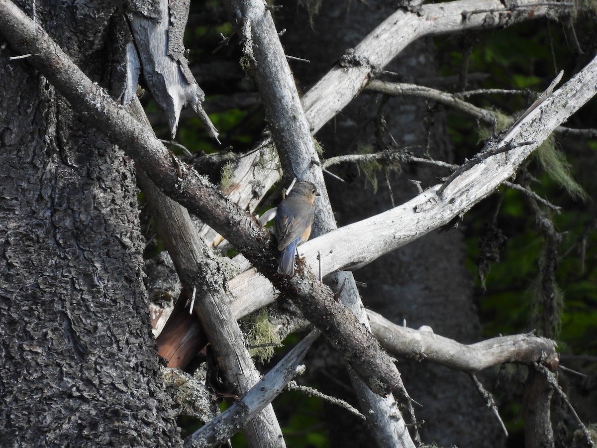 Eastern Bluebird - Rhonda Langelaan