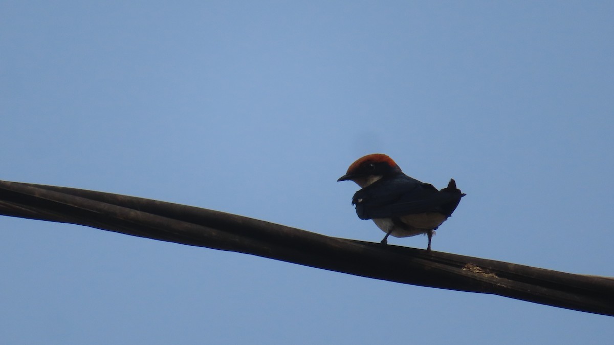 Red-rumped Swallow - Sujay Biswas