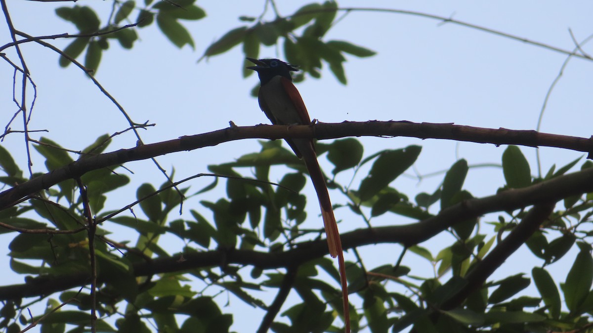 Indian Paradise-Flycatcher - Sujay Biswas