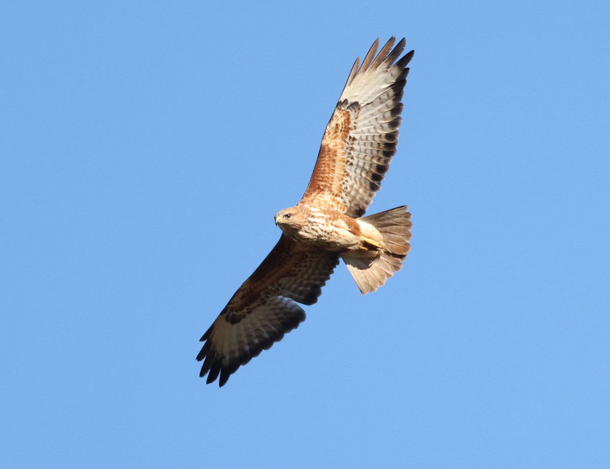 Common Buzzard - Zoë Lunau