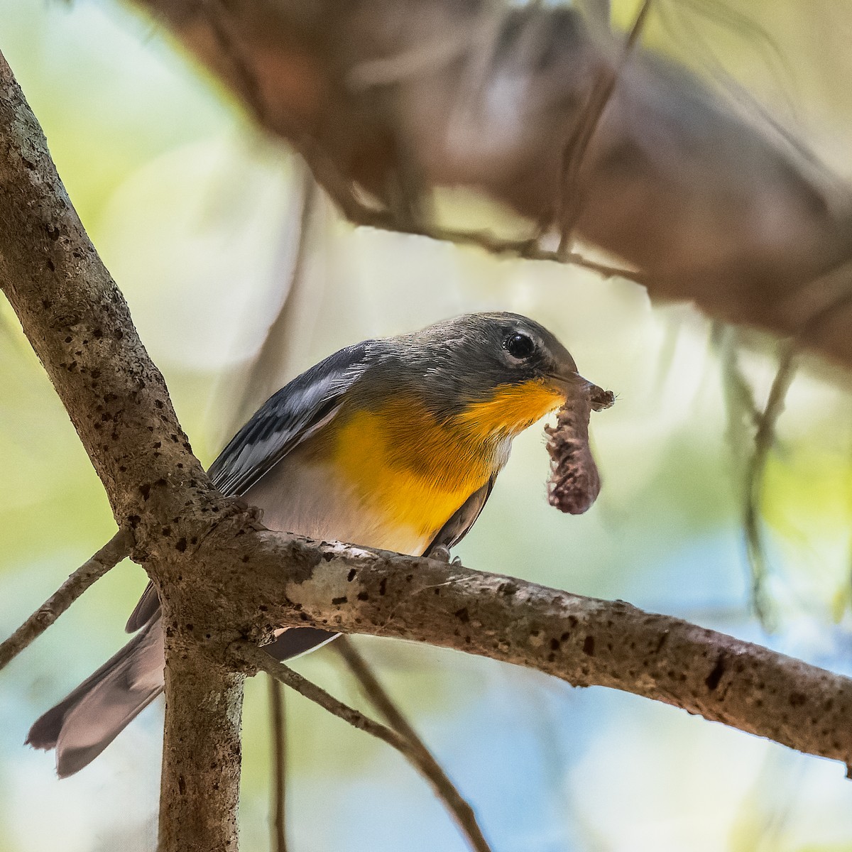 Northern Parula - Gary Leavens