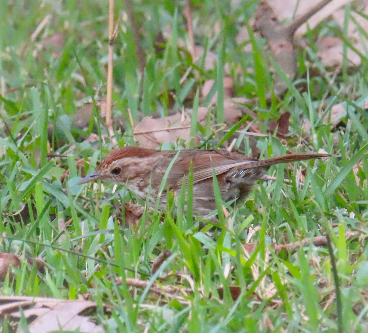 Puff-throated Babbler - Sujay Biswas