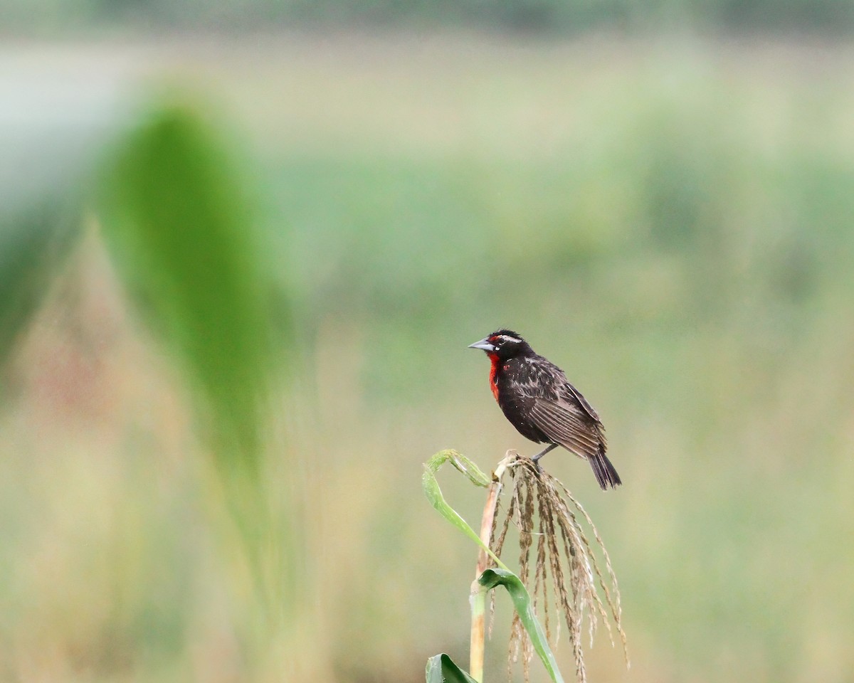 Peruvian Meadowlark - Per Smith