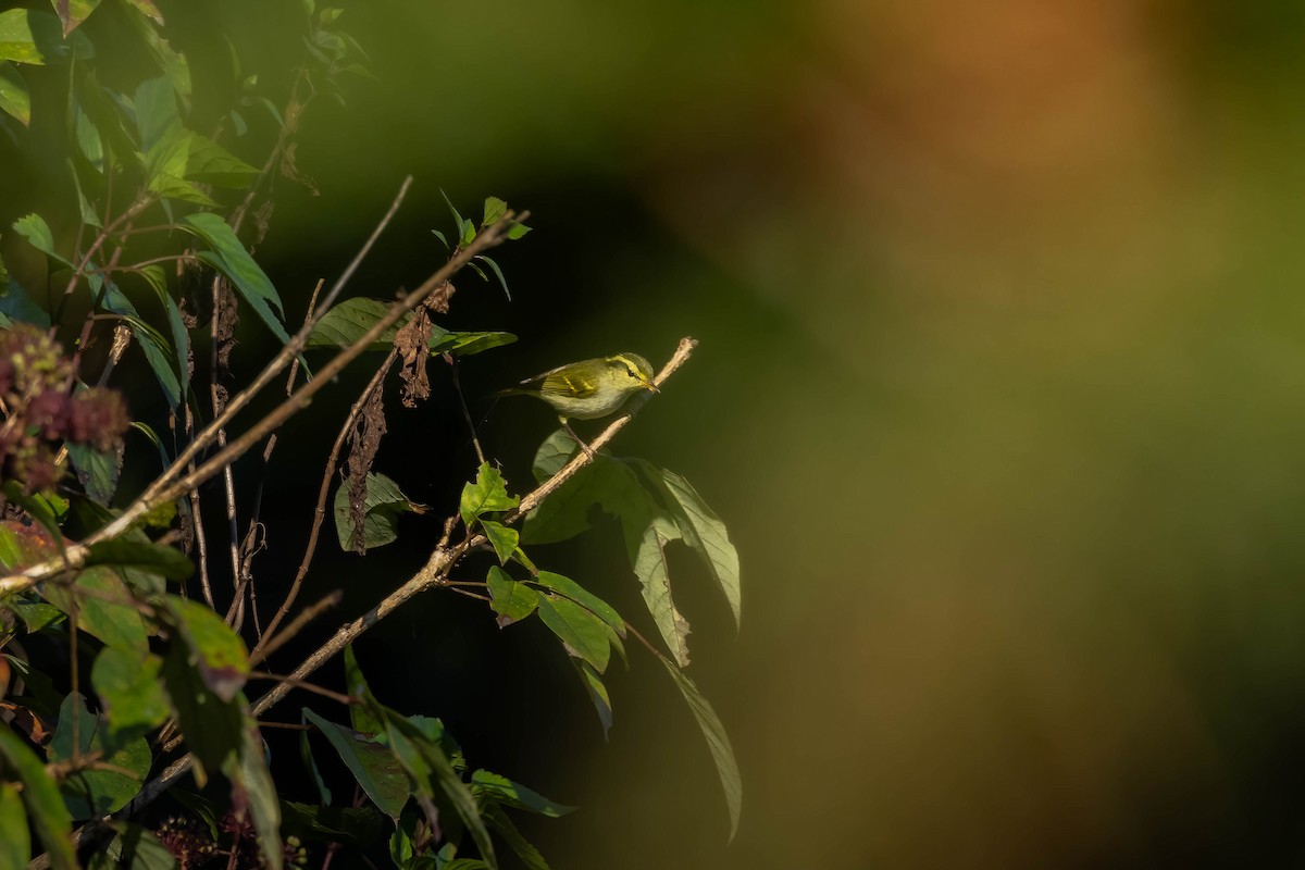 Blyth's Leaf Warbler - ML619610560