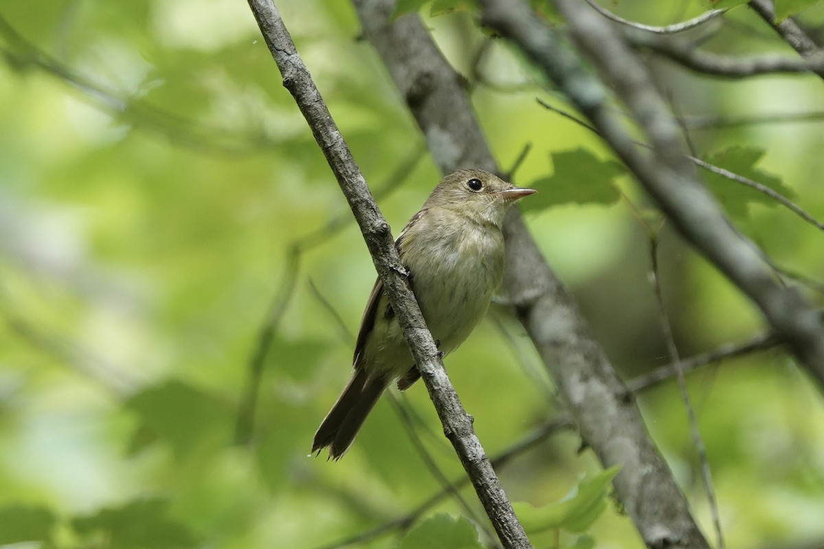 Acadian Flycatcher - June McDaniels