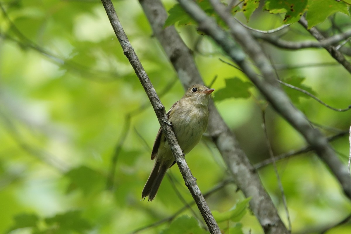 Acadian Flycatcher - June McDaniels