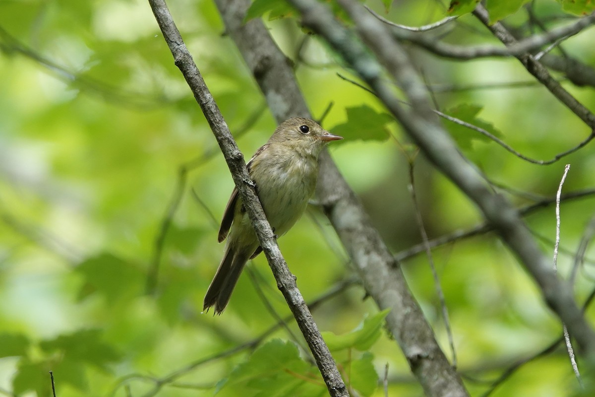 Acadian Flycatcher - June McDaniels