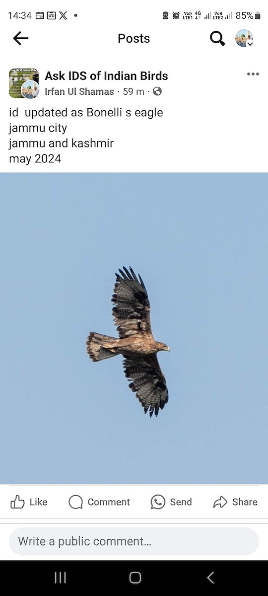 Bonelli's Eagle - Flying Osprey