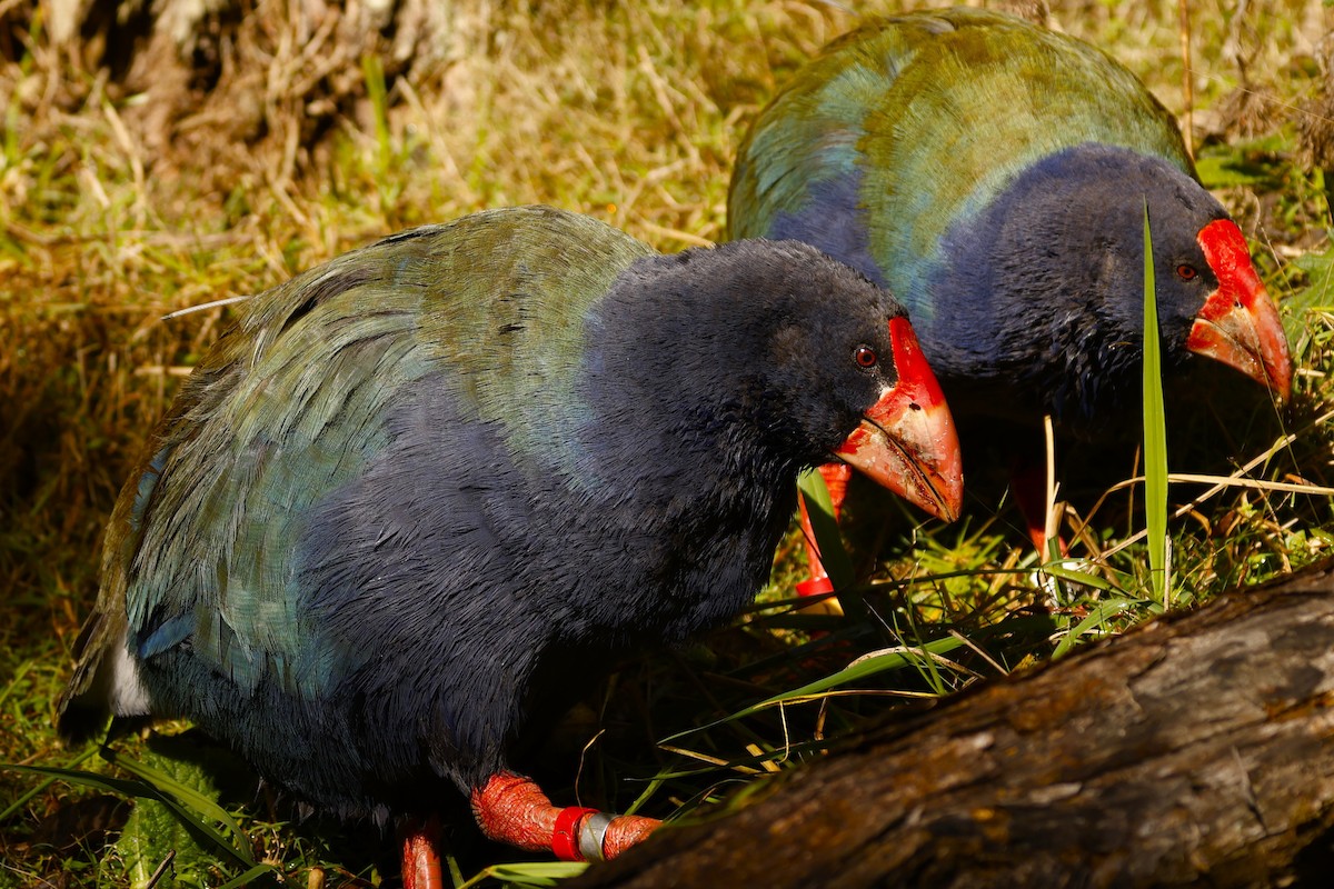 South Island Takahe - John Mills