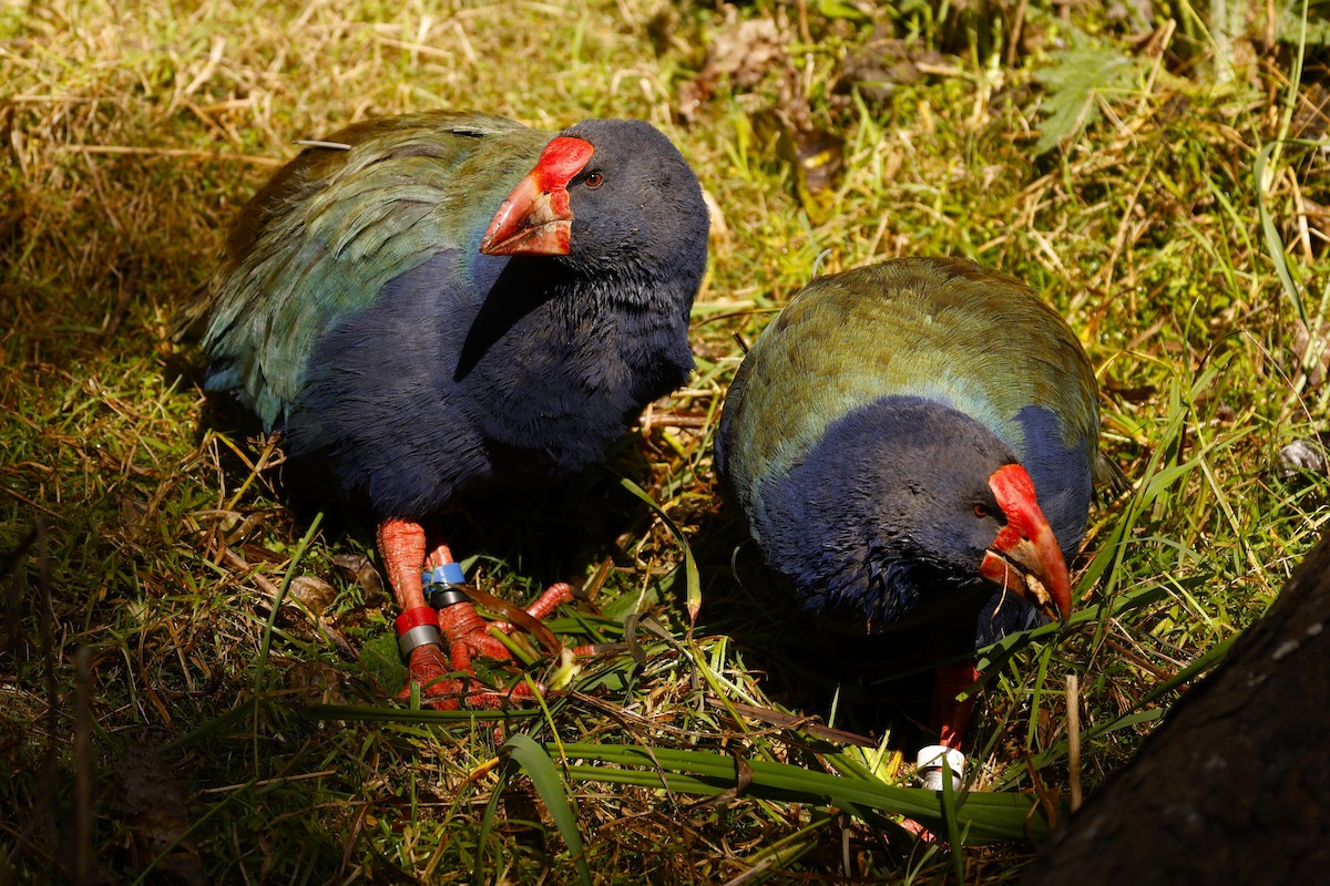 South Island Takahe - John Mills