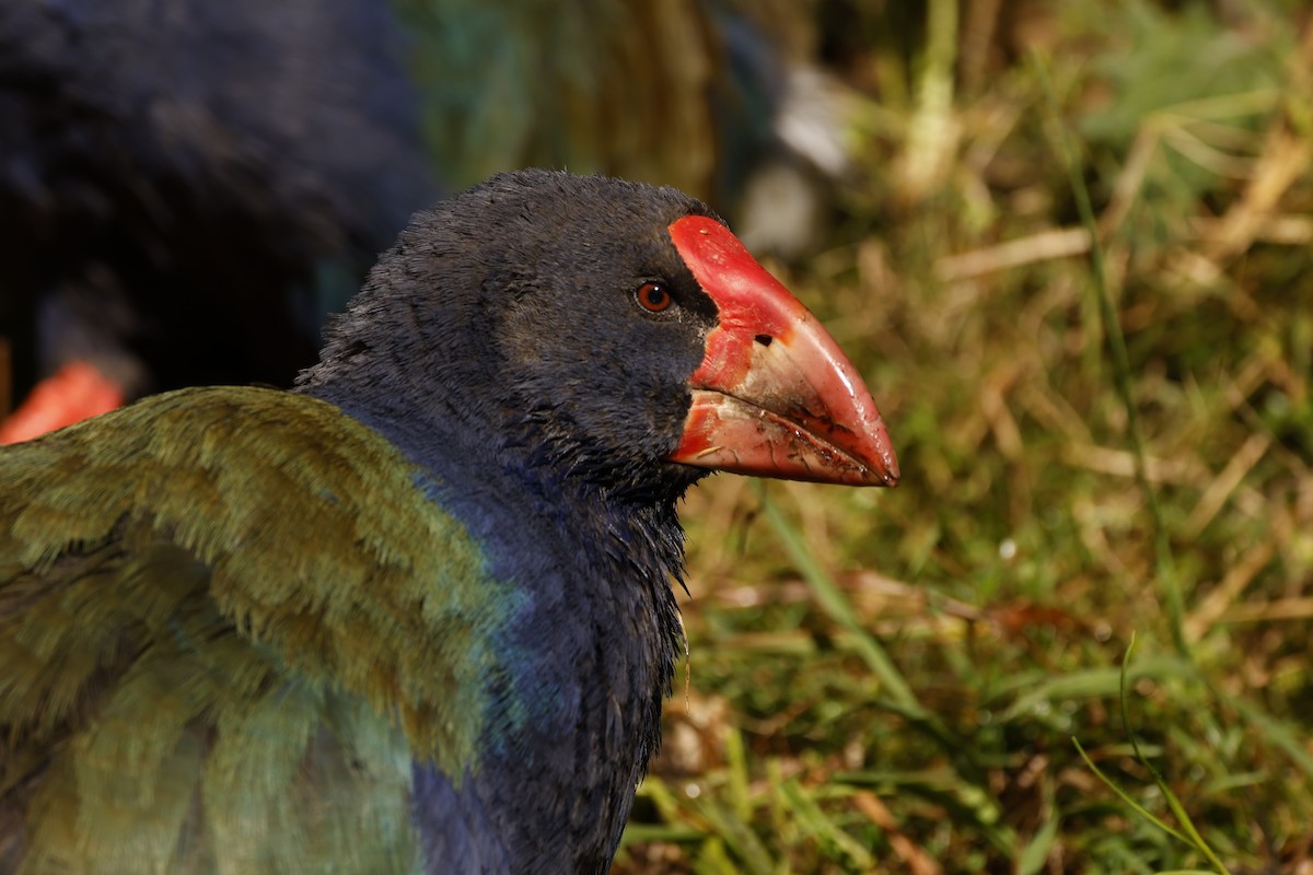 South Island Takahe - John Mills