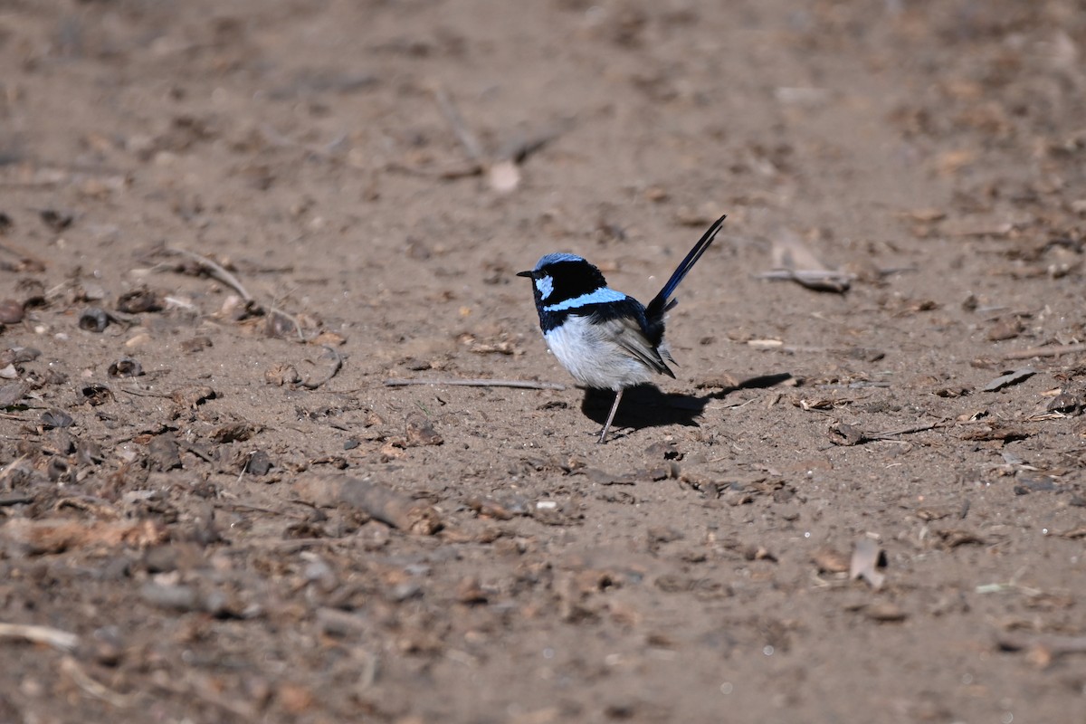 Superb Fairywren - Hitomi Ward