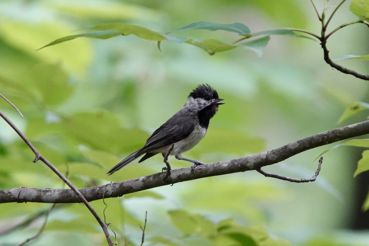 Carolina/Black-capped Chickadee - June McDaniels