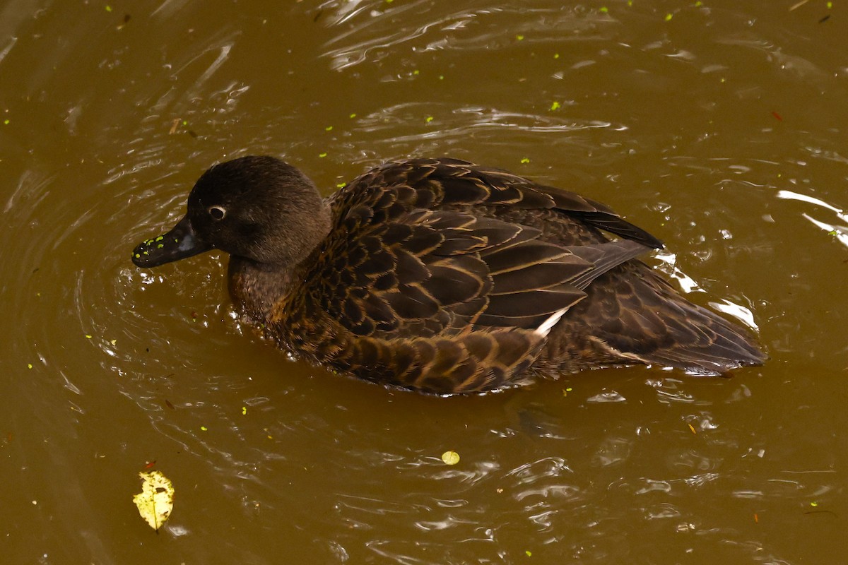 Brown Teal - John Mills