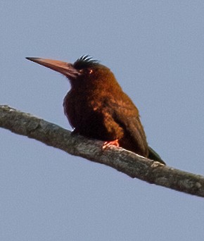 Purus Jacamar - José Martín