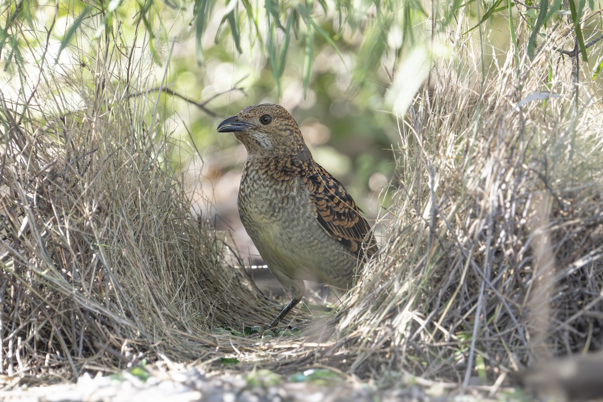 Spotted Bowerbird - Peter Sternes
