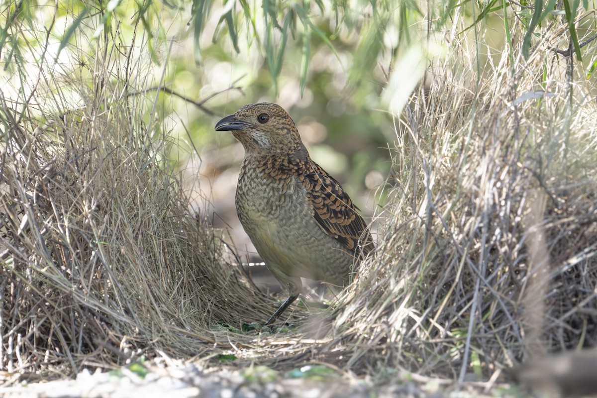 Fleckenlaubenvogel - ML619610589