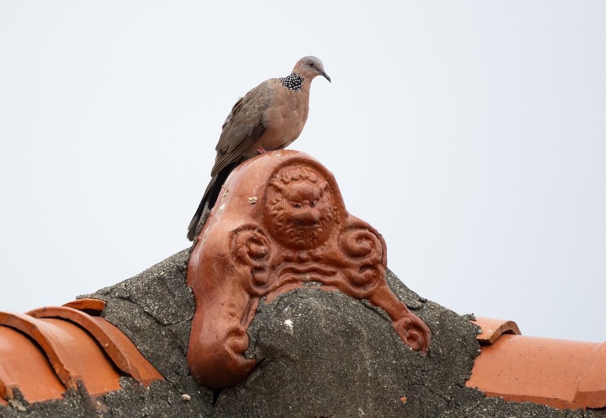 Spotted Dove - Liu JYUN-FU