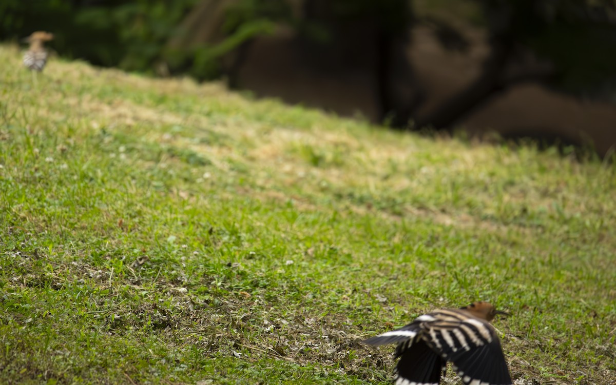 Eurasian Hoopoe - Ruilin He