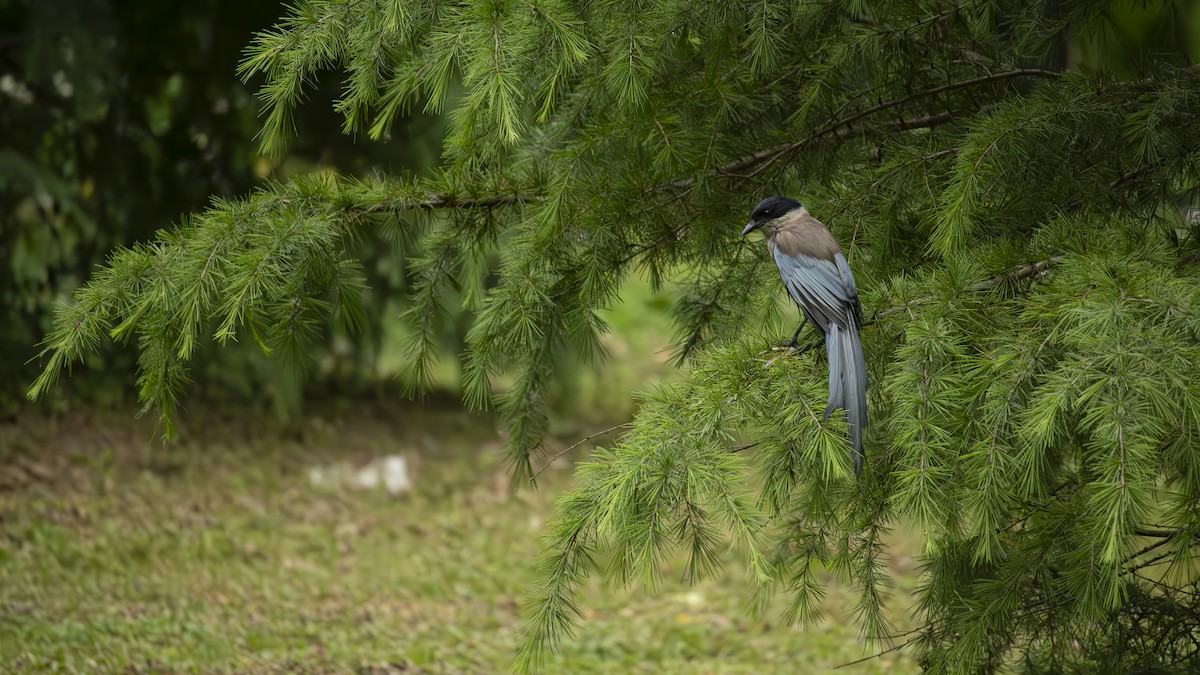 Azure-winged Magpie - Ruilin He