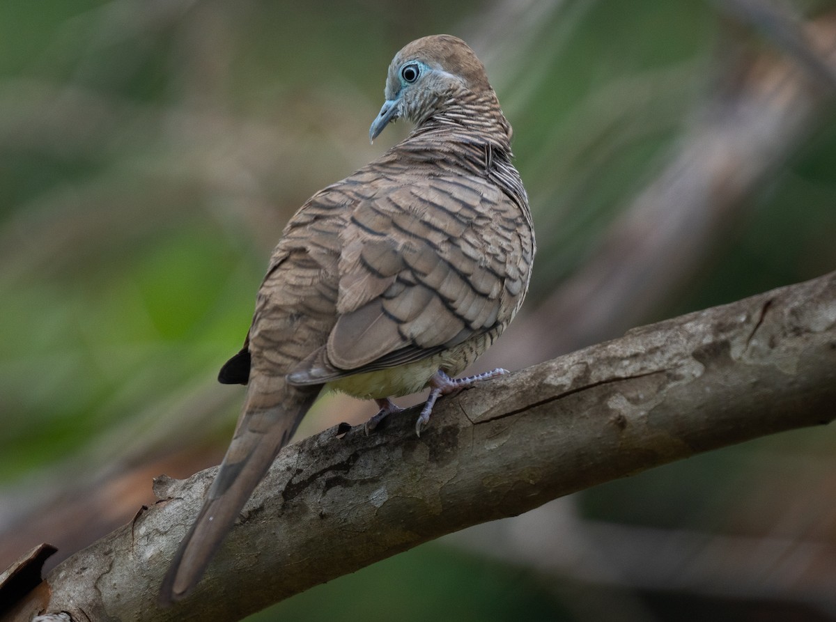 Zebra Dove - Liu JYUN-FU