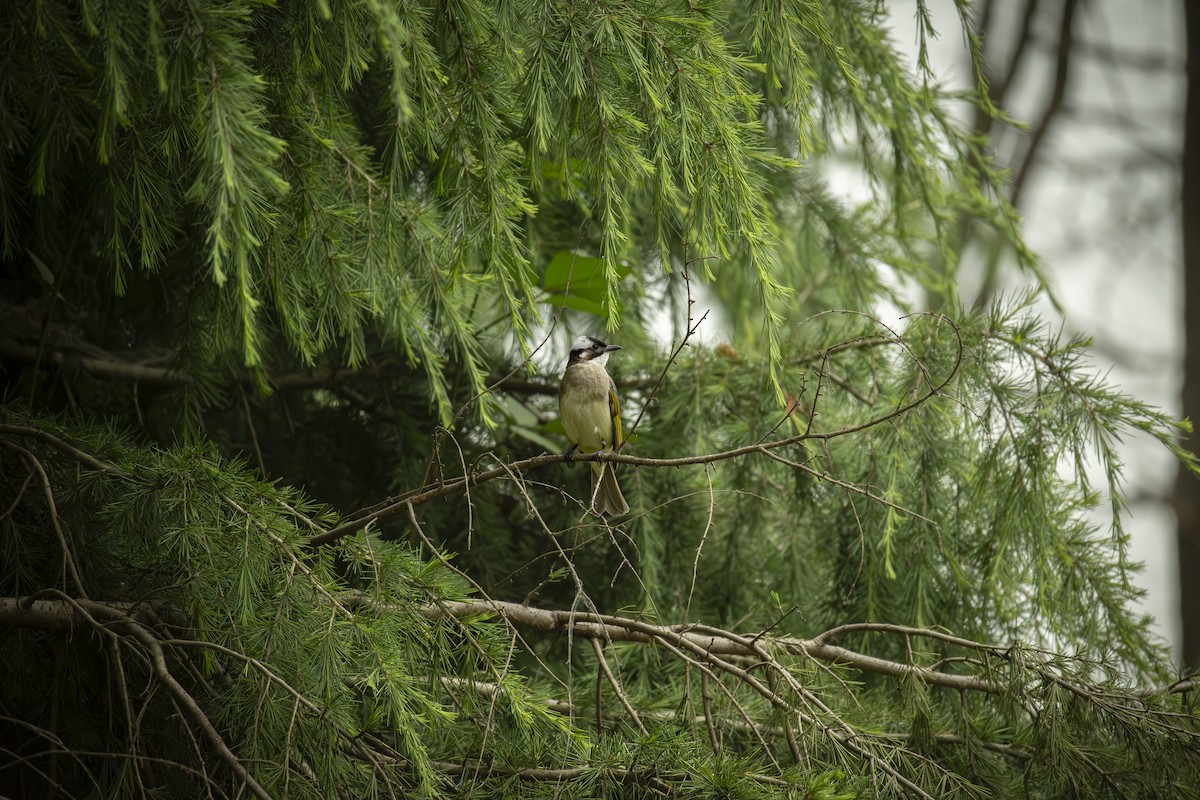 Light-vented Bulbul - ML619610598