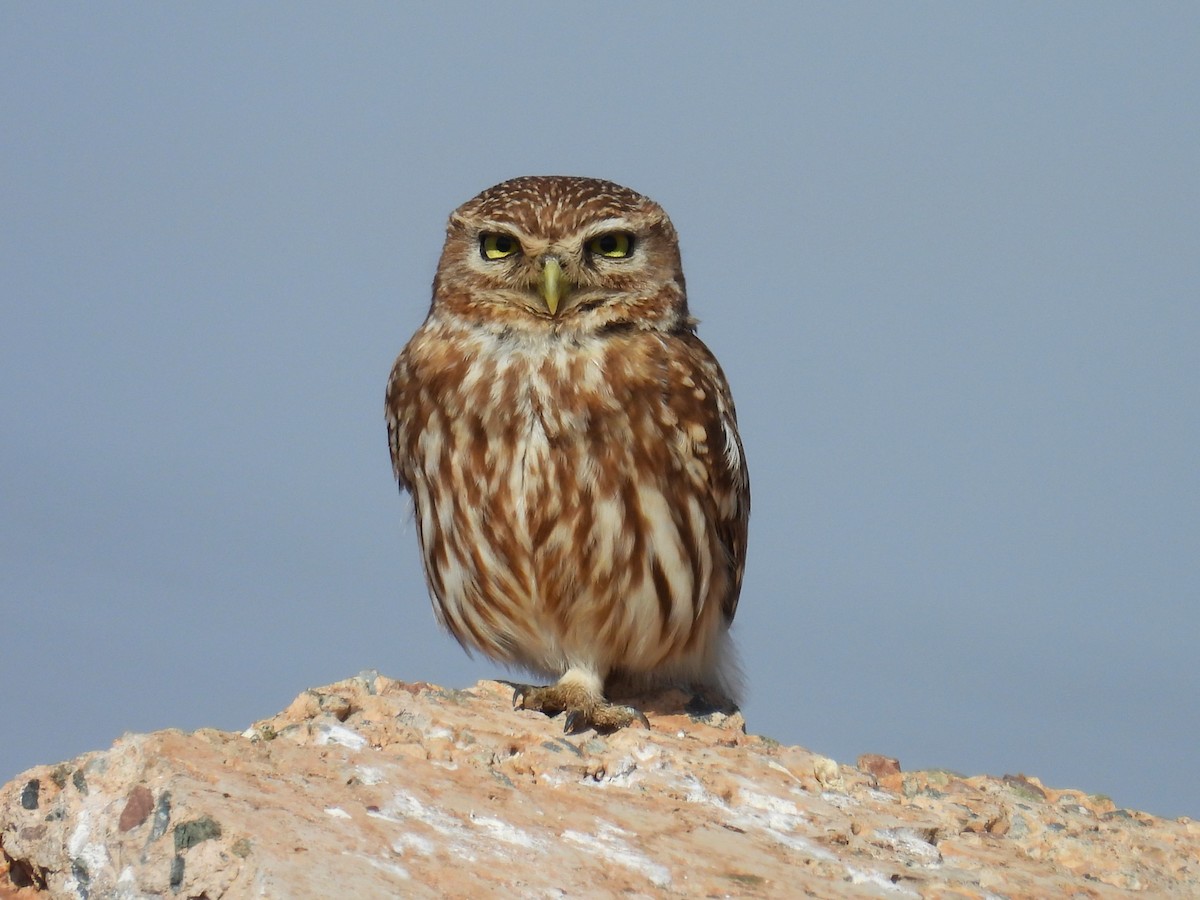 Little Owl - Simon Bradfield