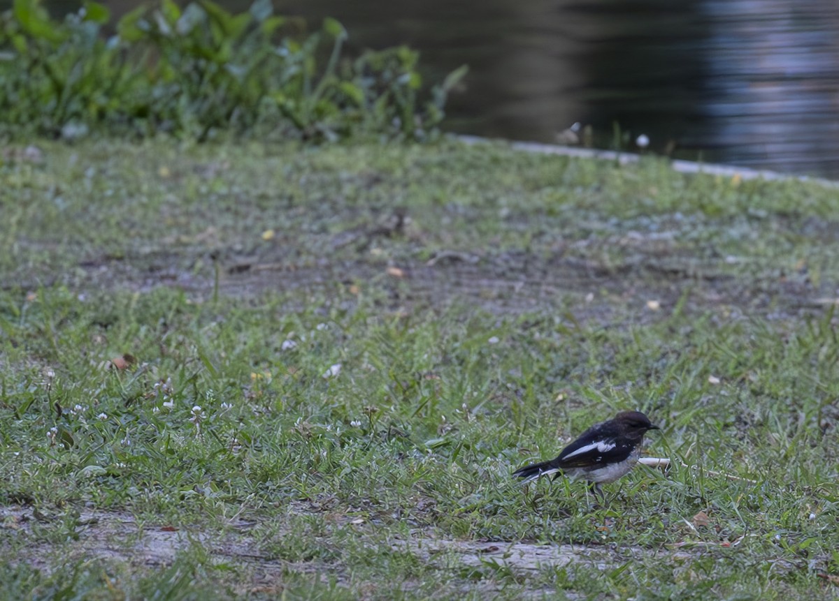 Oriental Magpie-Robin - Ruilin He