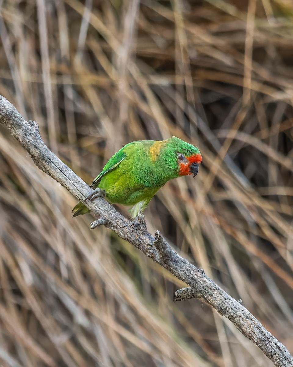 Little Lorikeet - Ben Johns