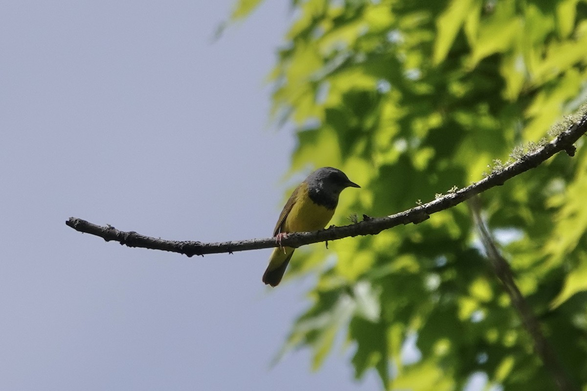 Mourning Warbler - June McDaniels