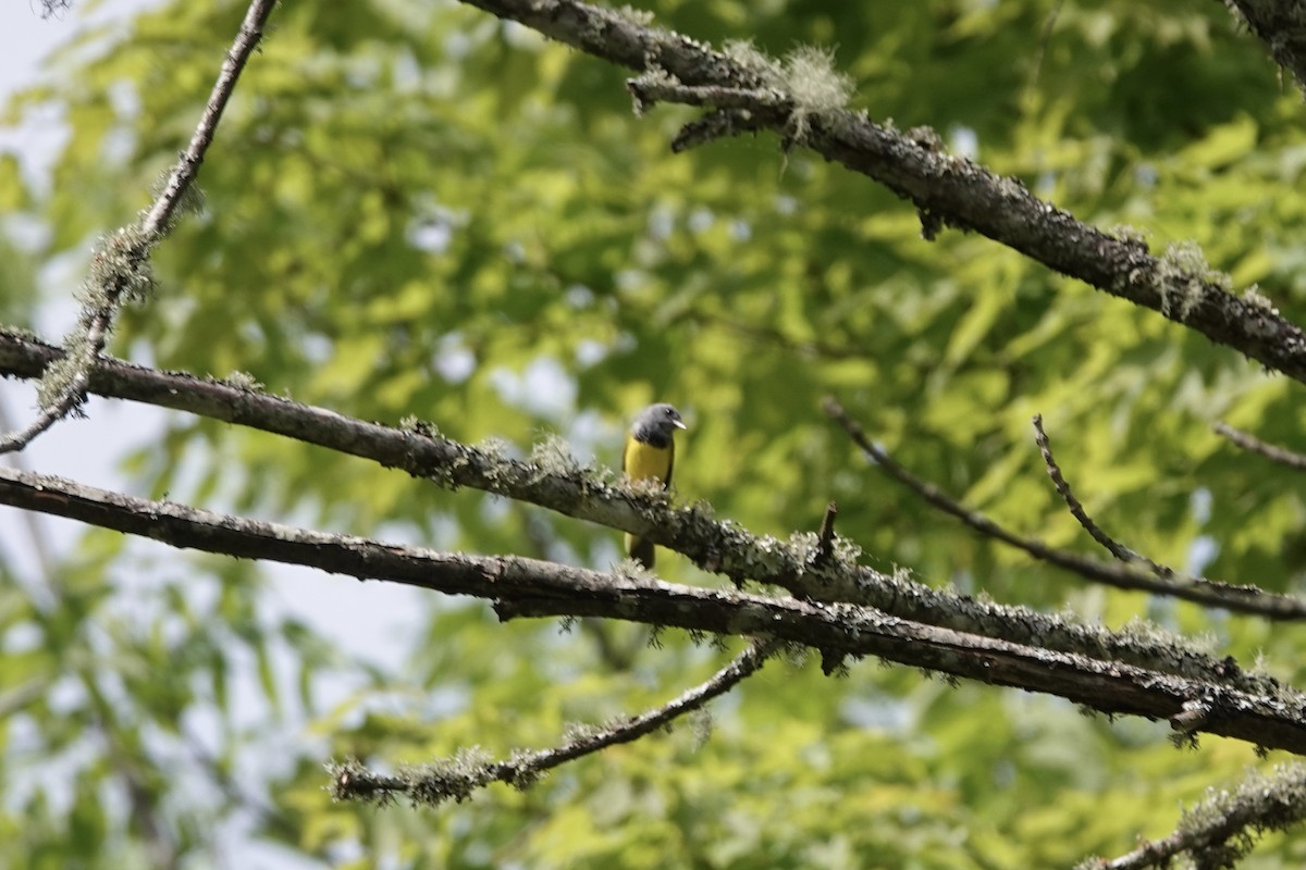 Mourning Warbler - June McDaniels