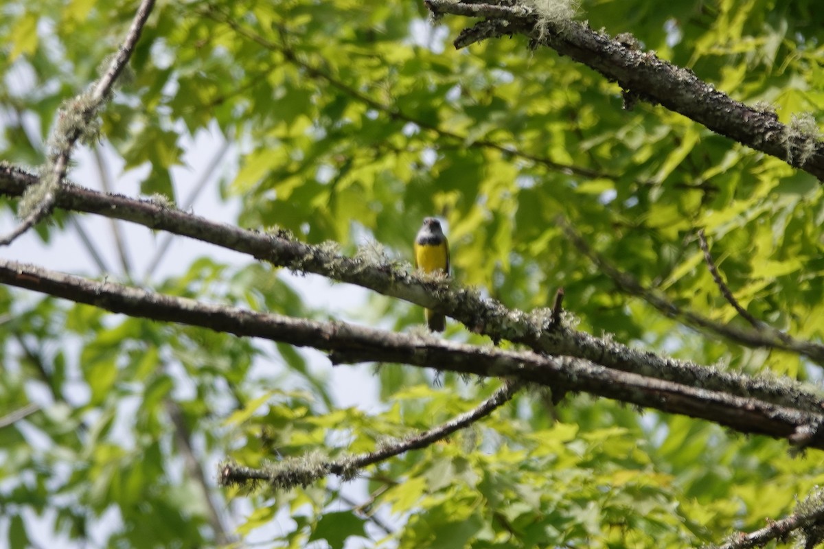 Mourning Warbler - June McDaniels