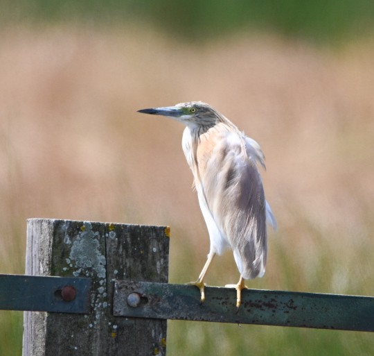 Squacco Heron - Braydan Pettigrove