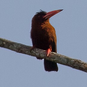 Purus Jacamar - José Martín