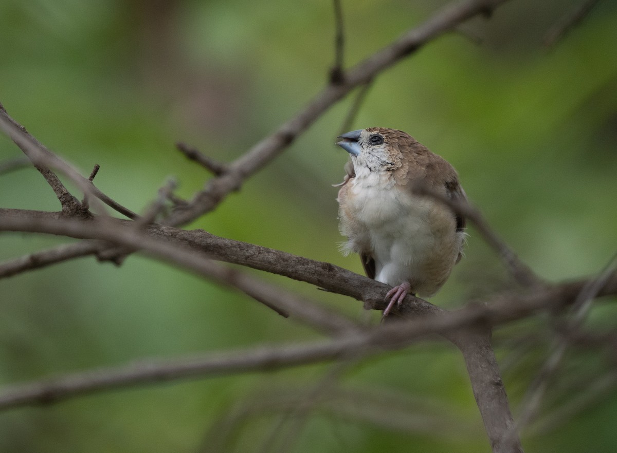 Indian Silverbill - Liu JYUN-FU