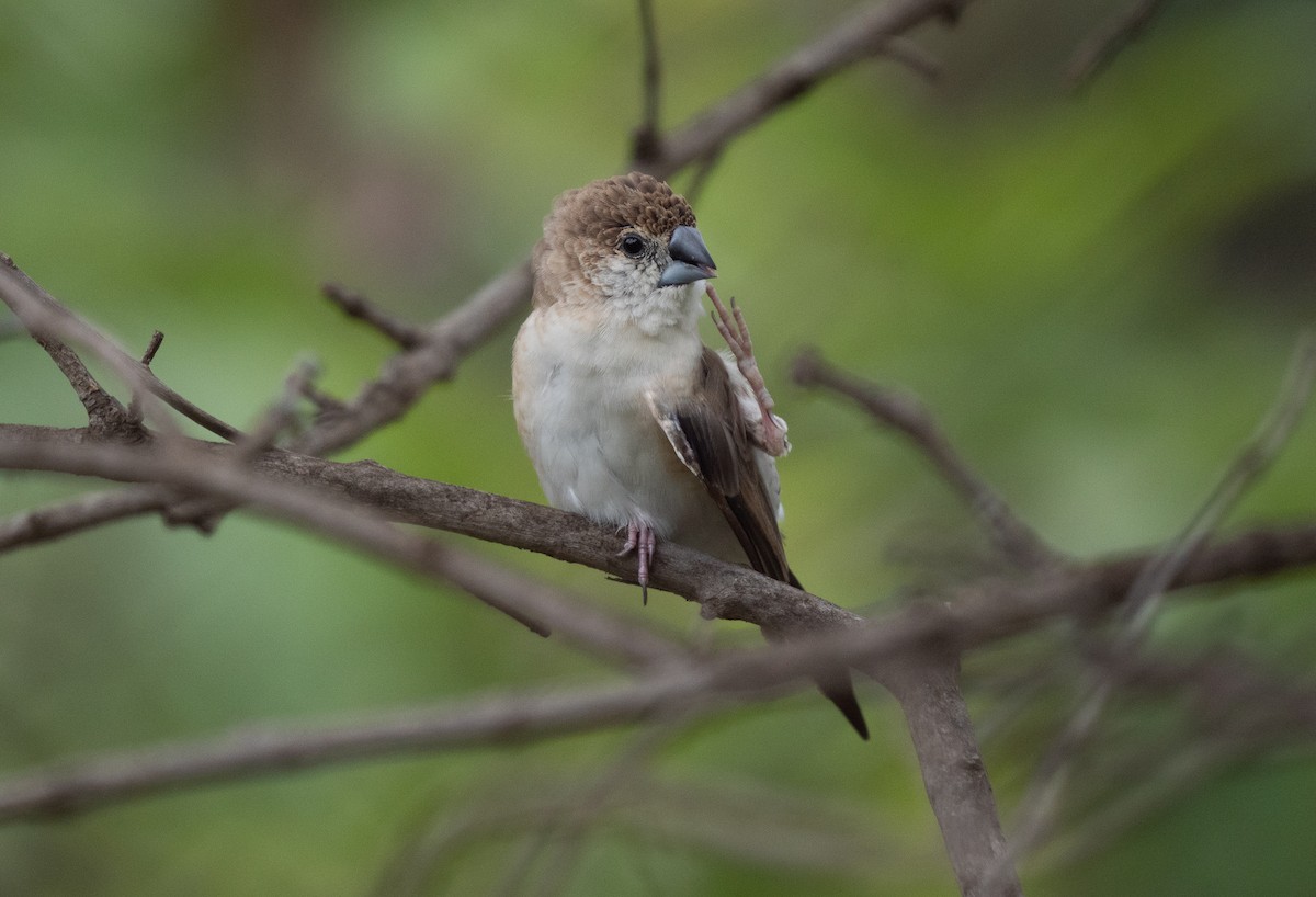 Indian Silverbill - Liu JYUN-FU