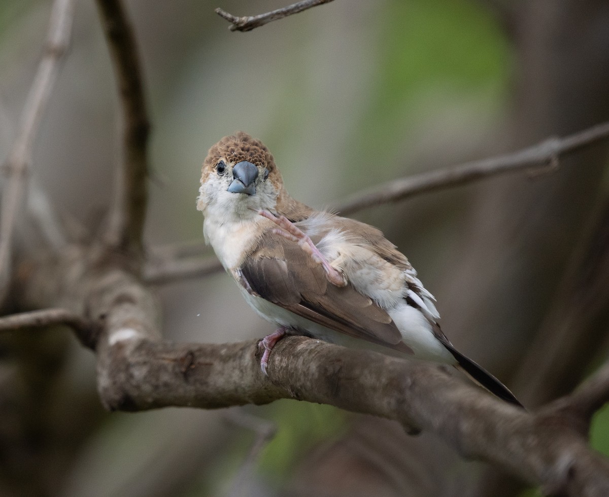 Indian Silverbill - Liu JYUN-FU