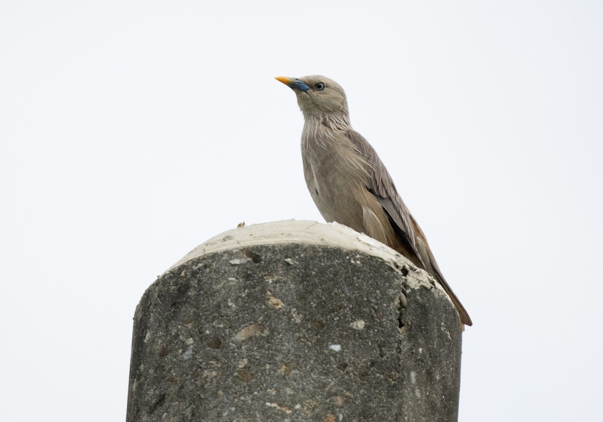 Chestnut-tailed Starling - Liu JYUN-FU