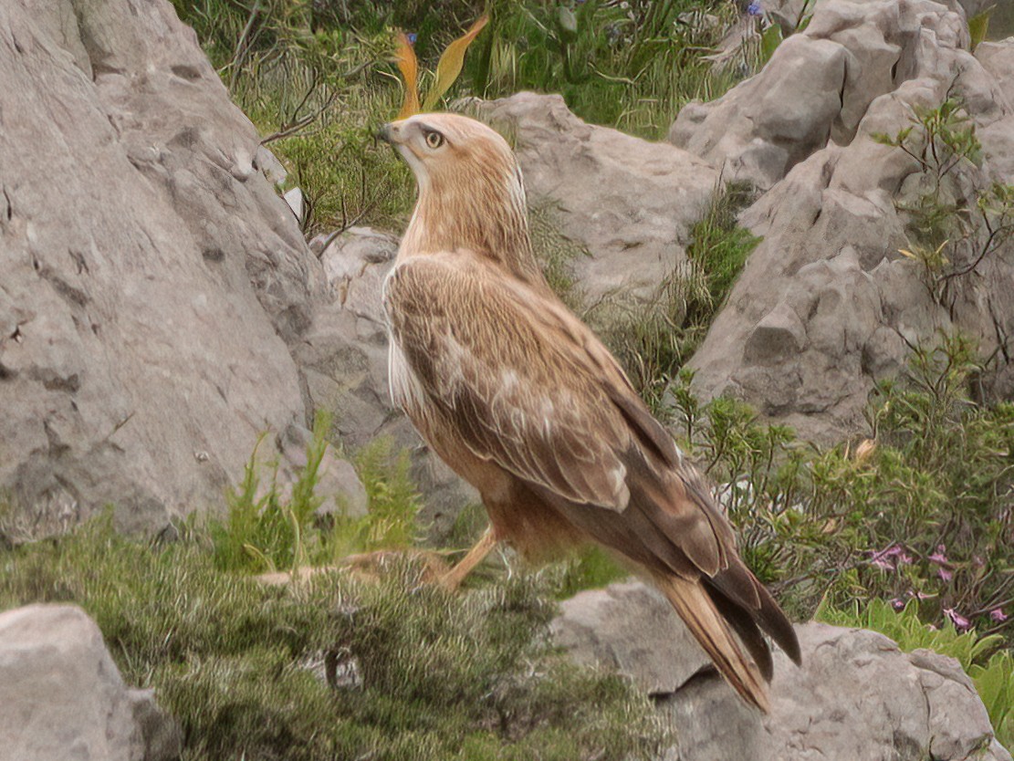 Long-legged Buzzard - ML619610618