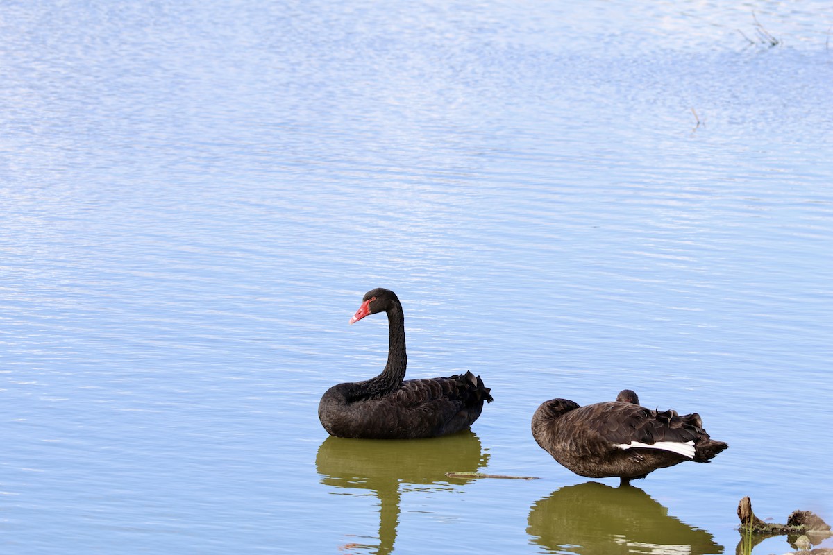 Black Swan - Terry O’Connor