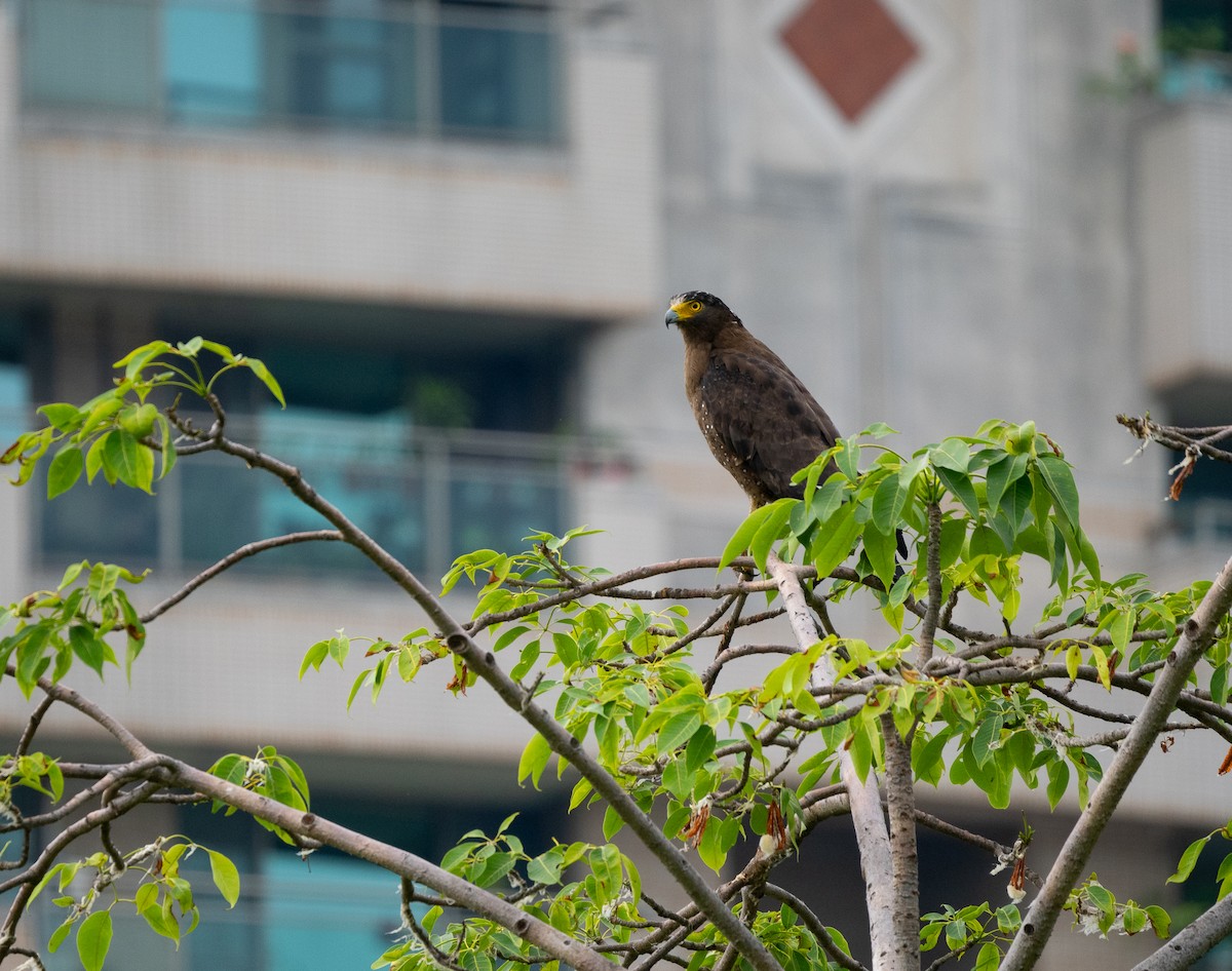 Crested Serpent-Eagle - Liu JYUN-FU