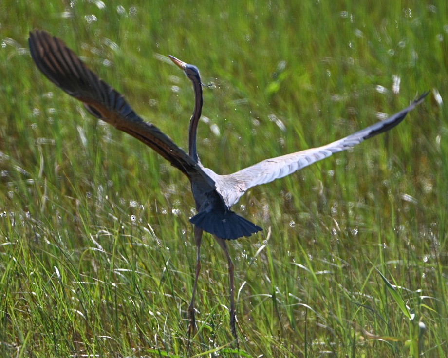 Purple Heron - Braydan Pettigrove