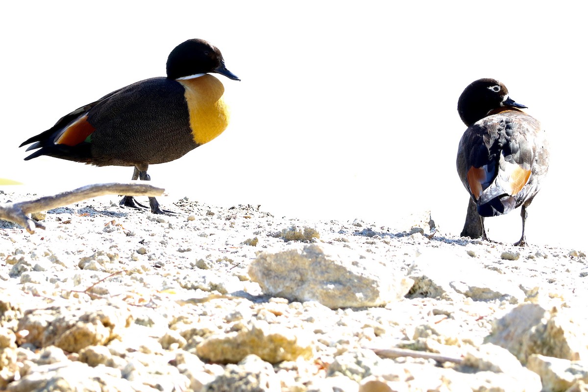 Australian Shelduck - Terry O’Connor