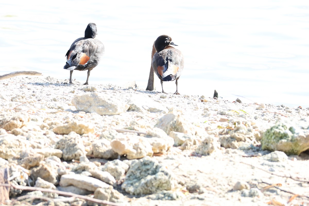 Australian Shelduck - ML619610631