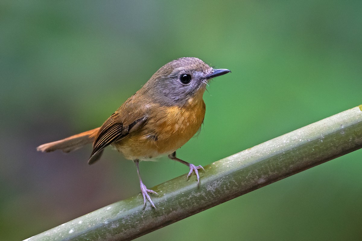 Blue-throated Flycatcher - Aseem Kothiala