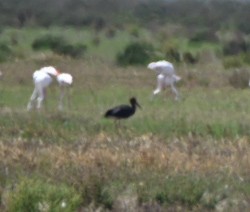 Black Stork - Braydan Pettigrove